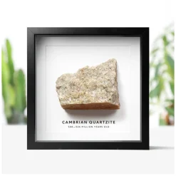 NHM Shop Cambrian Quartzite Geology Specimen in a Box Frame Online