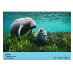 NHM Shop Cute Notecard Set: Wildlife Photographer of the Year 60 Clearance