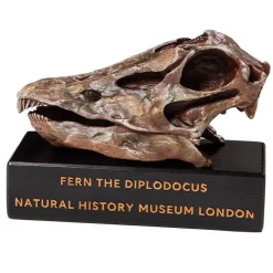 NHM Shop Fern the Diplodocus Replica Skull Online