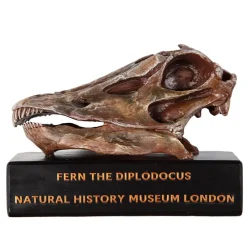 NHM Shop Fern the Diplodocus Replica Skull Online