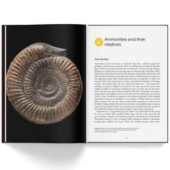 NHM Shop Fossils: The Essential Guide New