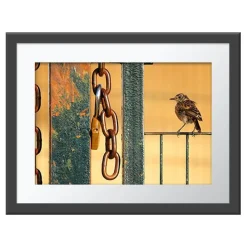 NHM Shop Free as a Bird Wall Print