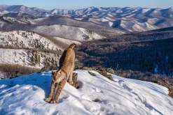 NHM Shop Frontier of the Lynx Wall Print