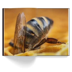NHM Shop Honey Bees New