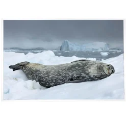 NHM Shop Icy Repose Print Online