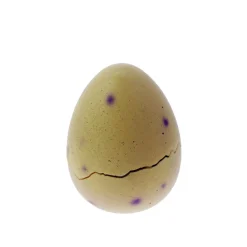 NHM Shop Itsy Bitsy Diplodocus in Egg Outlet