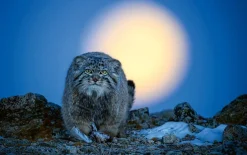 NHM Shop Moonlight Hunter Wall Print Sale