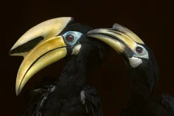 NHM Shop Preening Hornbills Wall Print Outlet