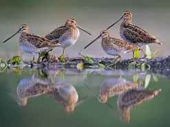 NHM Shop Snipe Sentries Wall Print Outlet