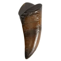 NHM Shop T. rex Tooth Replica Clearance