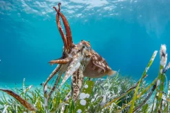 NHM Shop The Clever Cuttlefish Wall Print Sale