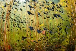 NHM Shop The Swarm of Life Wall Print Clearance