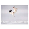 NHM Shop Twist and Jump Greetings Card Pack: Wildlife Photographer of the Year 60 New