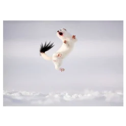 NHM Shop Twist and Jump Greetings Card Pack: Wildlife Photographer of the Year 60 New