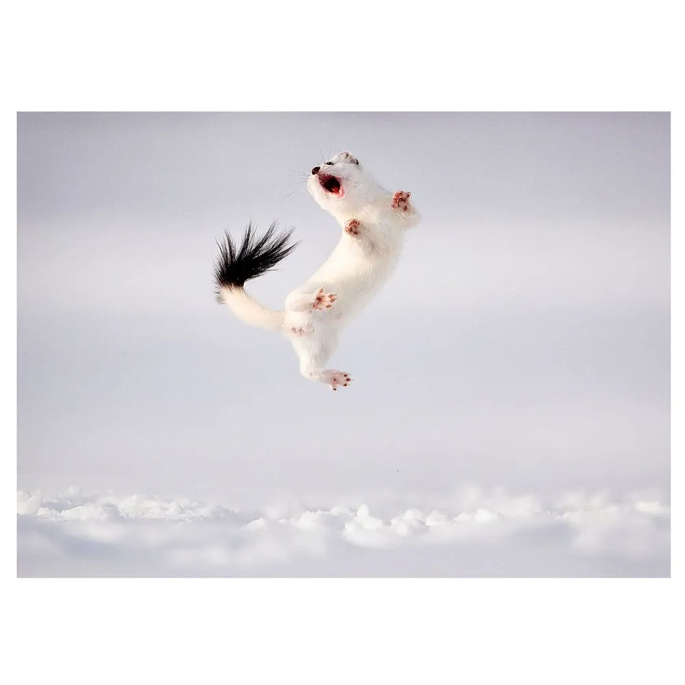 NHM Shop Twist and Jump Greetings Card Pack: Wildlife Photographer of the Year 60 New