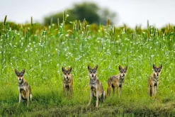 NHM Shop Wolf Pack Wall Print Sale